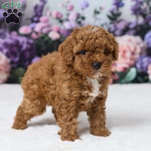 Toby, Miniature Poodle Puppy